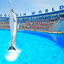Dolphin World Delfinshow